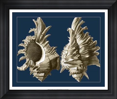 Framed Conch Shells on Navy II Print