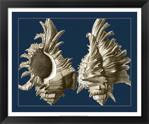 Framed Conch Shells on Navy II Print