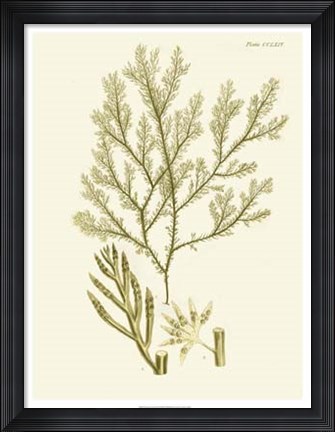 Framed Dramatic Seaweed I Print