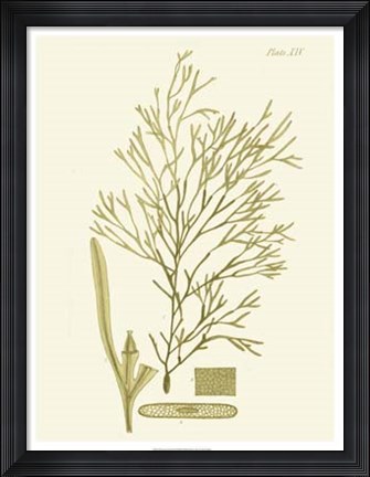 Framed Dramatic Seaweed II Print