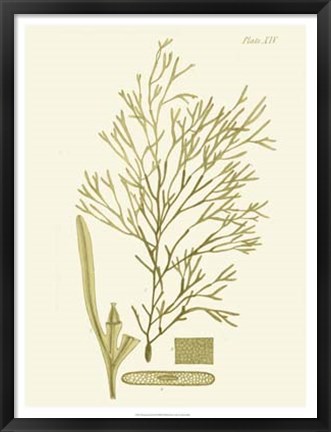 Framed Dramatic Seaweed II Print