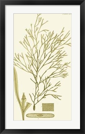 Framed Dramatic Seaweed II Print