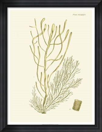 Framed Dramatic Seaweed III Print