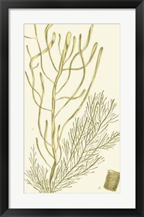 Framed Dramatic Seaweed III Print