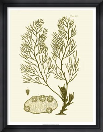 Framed Dramatic Seaweed IV Print