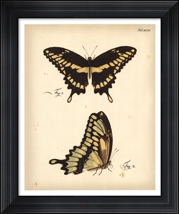 Framed Butterfly Profile I Print