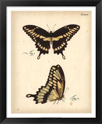 Framed Butterfly Profile I Print