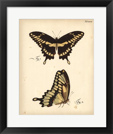 Framed Butterfly Profile I Print