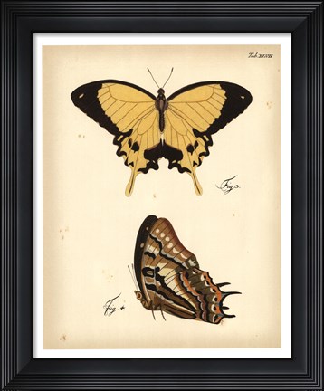 Framed Butterfly Profile II Print
