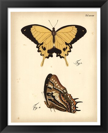 Framed Butterfly Profile II Print