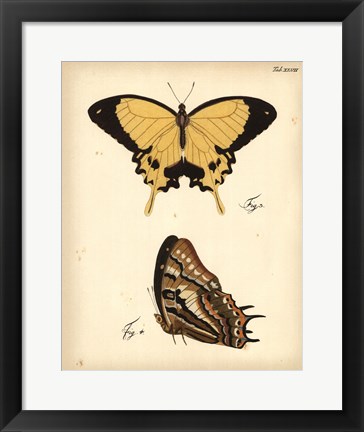 Framed Butterfly Profile II Print
