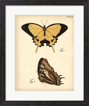 Framed Butterfly Profile II Print