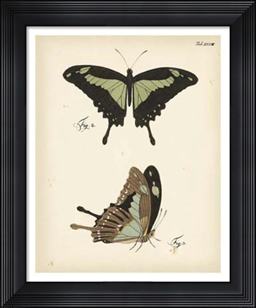 Framed Butterfly Profile III Print