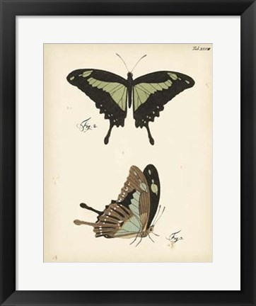 Framed Butterfly Profile III Print