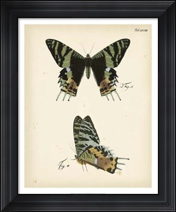 Framed Butterfly Profile IV Print