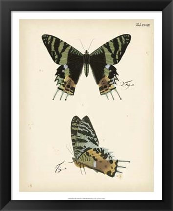 Framed Butterfly Profile IV Print