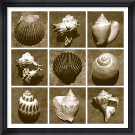 Framed Shell Sampler Print