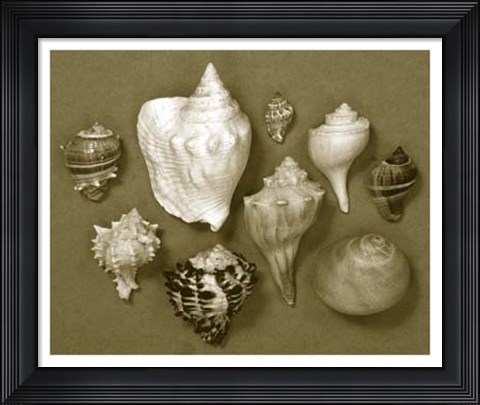 Framed Shell Collector Series I Print