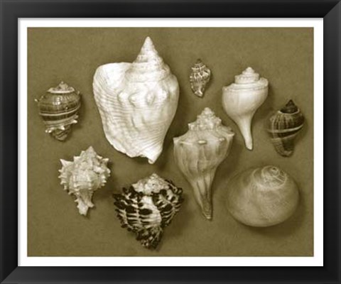 Framed Shell Collector Series I Print