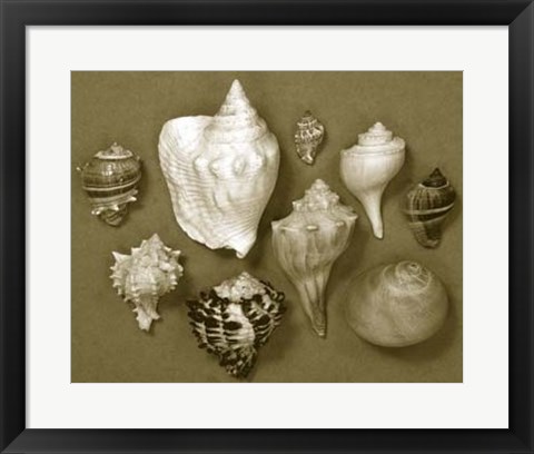Framed Shell Collector Series I Print