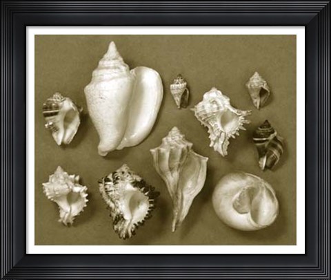 Framed Shell Collector Series II Print