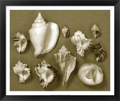 Framed Shell Collector Series II Print