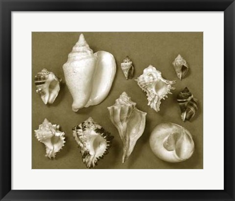 Framed Shell Collector Series II Print