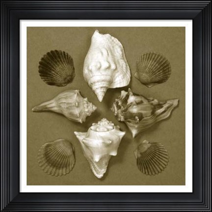 Framed Shell Collector Series III Print