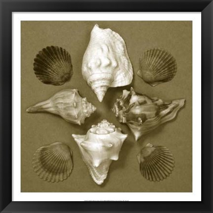 Framed Shell Collector Series III Print