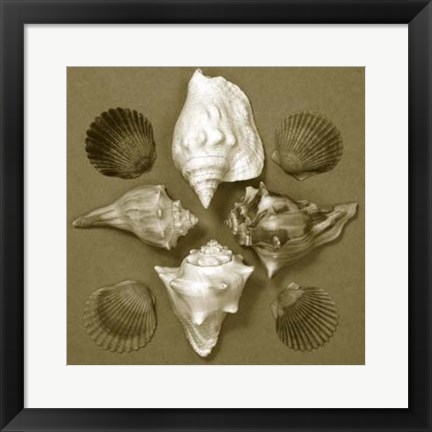 Framed Shell Collector Series III Print