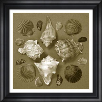 Framed Shell Collector Series IV Print