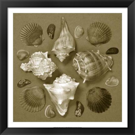 Framed Shell Collector Series IV Print