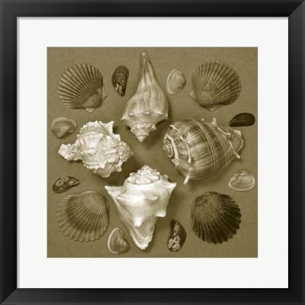 Framed Shell Collector Series IV Print