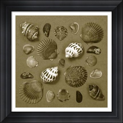 Framed Shell Collector Series V Print