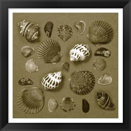 Framed Shell Collector Series V Print