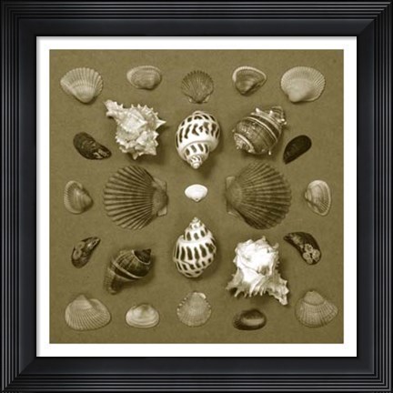 Framed Shell Collector Series VI Print