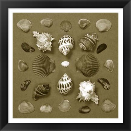 Framed Shell Collector Series VI Print