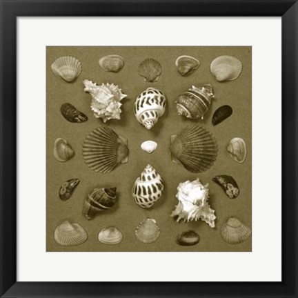 Framed Shell Collector Series VI Print