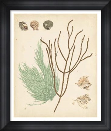 Framed Coastal Relic I Print