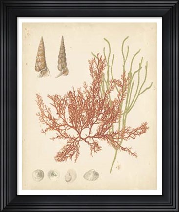 Framed Coastal Relic III Print