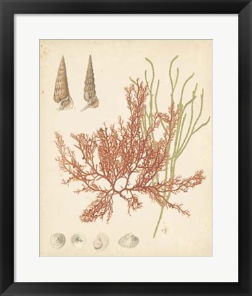 Framed Coastal Relic III Print