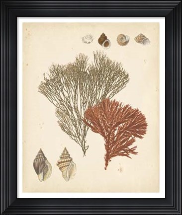 Framed Coastal Relic IV Print