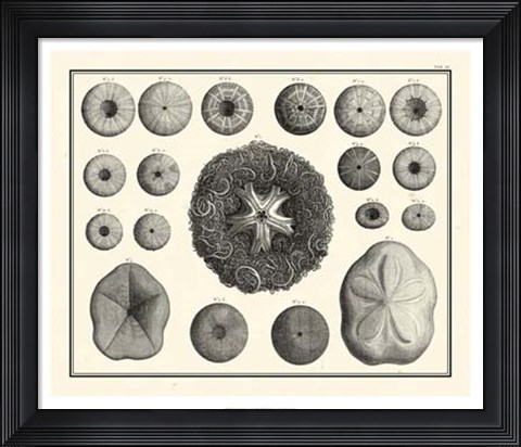 Framed Aegean Collection I Print