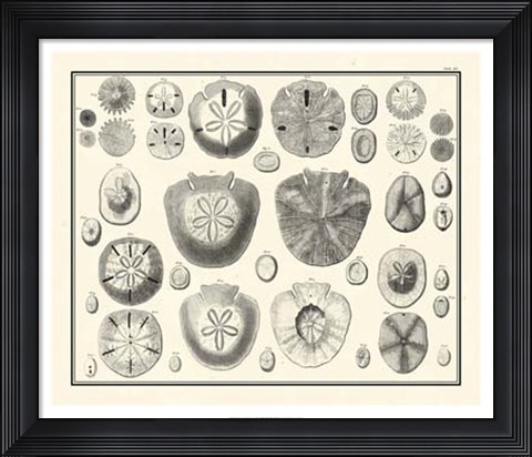 Framed Aegean Collection II Print