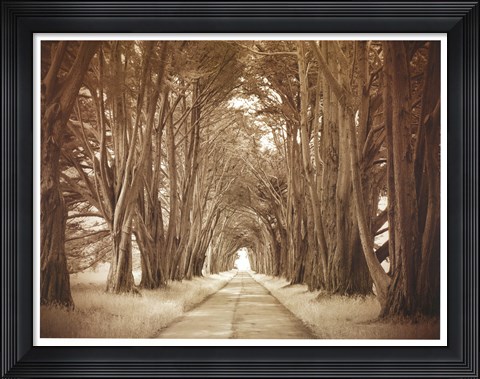 Framed Cypresses Print