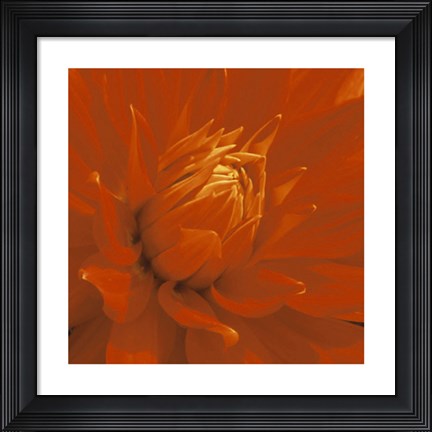 Framed Dahlia Print