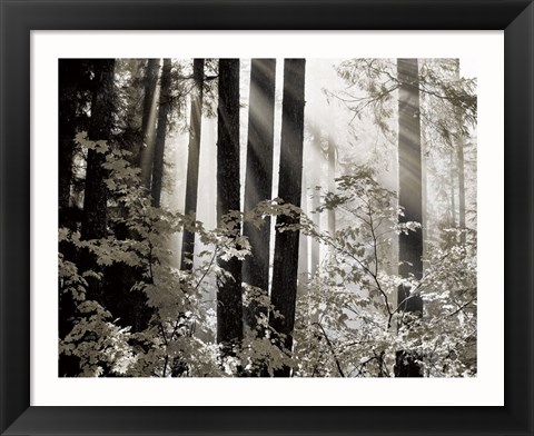 Framed Misty Forest Print