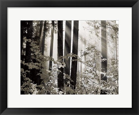 Framed Misty Forest Print