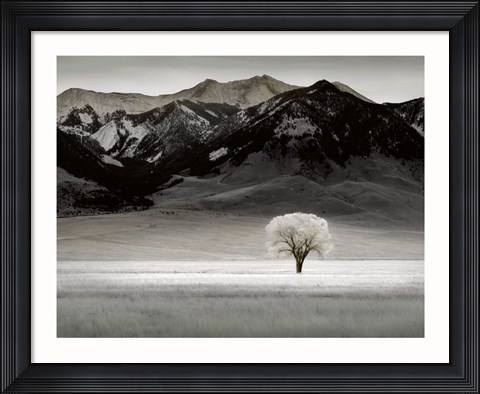 Framed Solitary Tree Print
