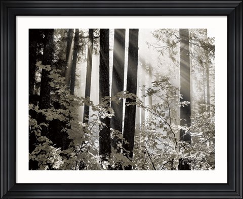 Framed Misty Forest Print